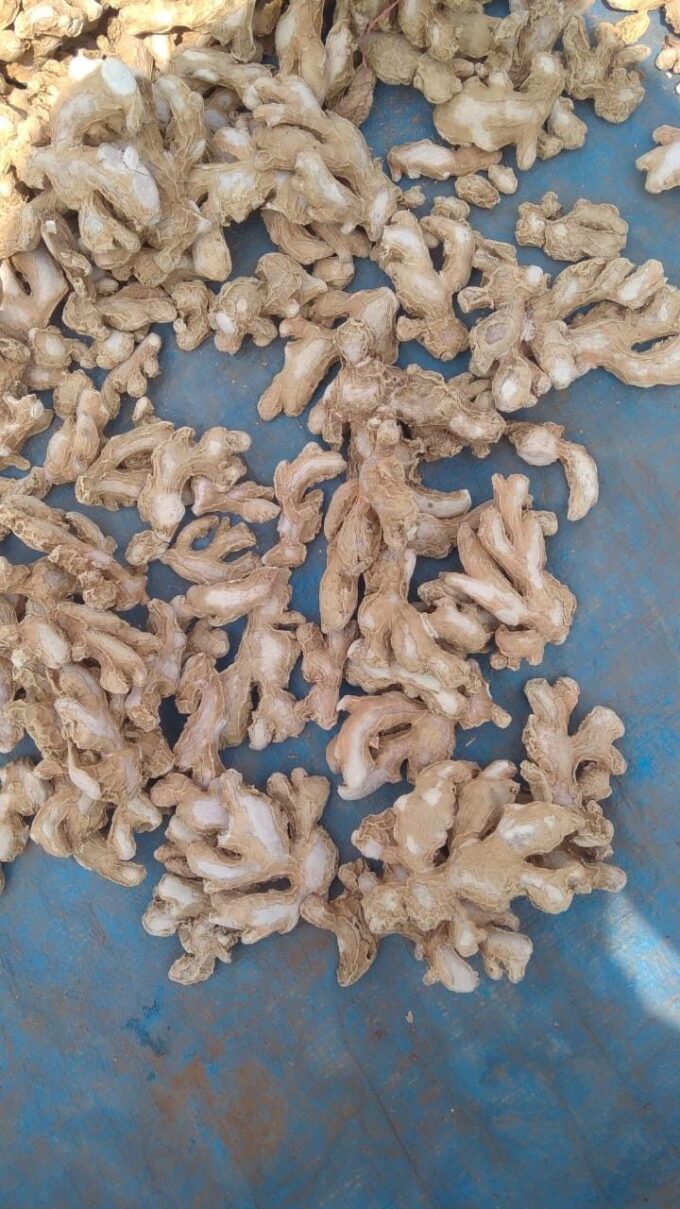 Premium Quality Dry Ginger